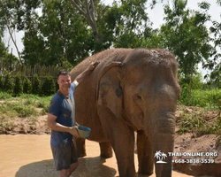 Заповедник слонов Elephant Jungle Sanctuary Pattaya - фото 161