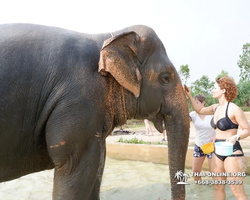 Заповедник слонов Elephant Jungle Sanctuary Pattaya - фото 676