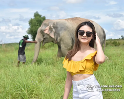 Заповедник слонов Elephant Jungle Sanctuary Pattaya - фото 1065