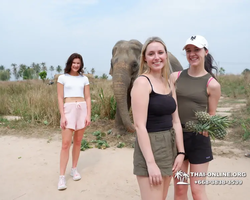 Заповедник слонов Elephant Jungle Sanctuary Pattaya - фото 1075