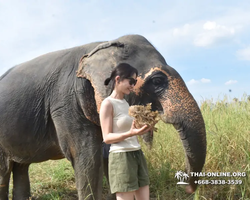 Заповедник слонов Elephant Jungle Sanctuary Pattaya - фото 820