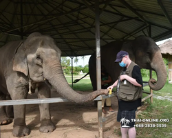 Заповедник слонов Elephant Jungle Sanctuary Pattaya - фото 786