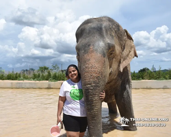 Заповедник слонов Elephant Jungle Sanctuary Pattaya - фото 910