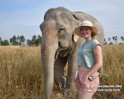 Заповедник слонов Elephant Jungle Sanctuary Pattaya - фото 491