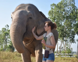 Заповедник слонов Elephant Jungle Sanctuary Pattaya - фото 200