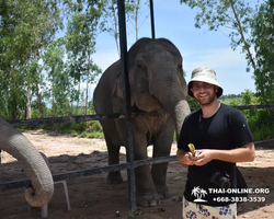 Заповедник слонов Elephant Jungle Sanctuary Pattaya - фото 323