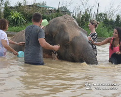 Заповедник слонов Elephant Jungle Sanctuary Pattaya - фото 529