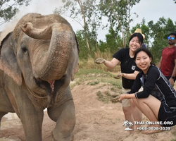 Заповедник слонов Elephant Jungle Sanctuary Pattaya - фото 335