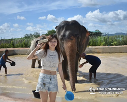 Заповедник слонов Elephant Jungle Sanctuary Pattaya - фото 923