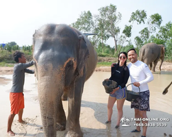 Заповедник слонов Elephant Jungle Sanctuary Pattaya - фото 672