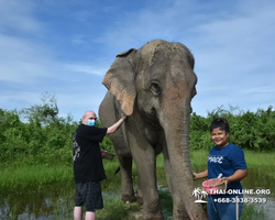 Заповедник слонов Elephant Jungle Sanctuary Pattaya - фото 998