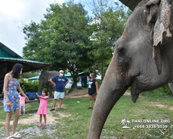 Заповедник слонов Elephant Jungle Sanctuary Pattaya - фото 205