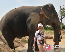 Заповедник слонов Elephant Jungle Sanctuary Pattaya - фото 763