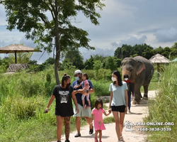 Заповедник слонов Elephant Jungle Sanctuary Pattaya - фото 108
