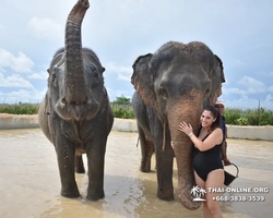 Заповедник слонов Elephant Jungle Sanctuary Pattaya - фото 1006