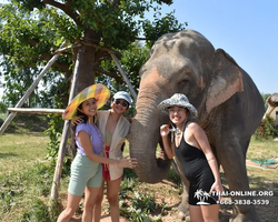 Заповедник слонов Elephant Jungle Sanctuary Pattaya - фото 50