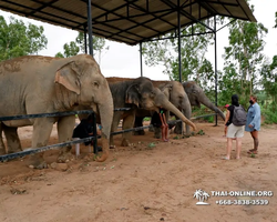 Заповедник слонов Elephant Jungle Sanctuary Pattaya - фото 190