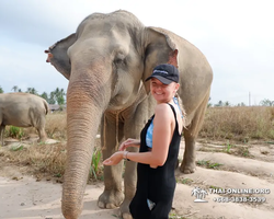 Заповедник слонов Elephant Jungle Sanctuary Pattaya - фото 723