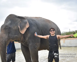 Заповедник слонов Elephant Jungle Sanctuary Pattaya - фото 1054