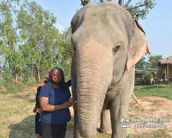 Заповедник слонов Elephant Jungle Sanctuary Pattaya - фото 147