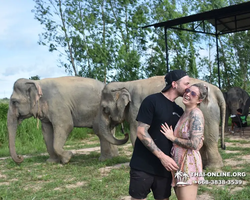 Заповедник слонов Elephant Jungle Sanctuary Pattaya - фото 124