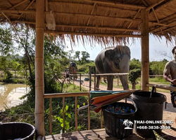 Заповедник слонов Elephant Jungle Sanctuary Pattaya - фото 20