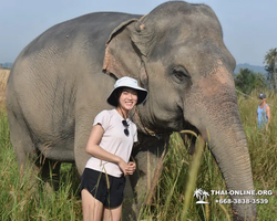 Заповедник слонов Elephant Jungle Sanctuary Pattaya - фото 461