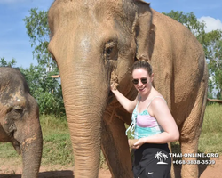 Заповедник слонов Elephant Jungle Sanctuary Pattaya - фото 99