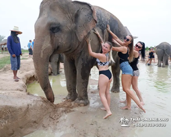 Заповедник слонов Elephant Jungle Sanctuary Pattaya - фото 758