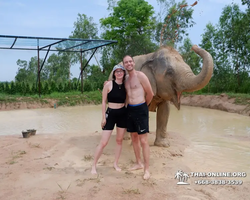 Заповедник слонов Elephant Jungle Sanctuary Pattaya - фото 524