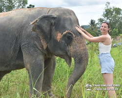 Заповедник слонов Elephant Jungle Sanctuary Pattaya - фото 325