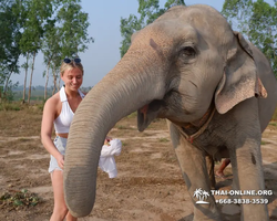 Заповедник слонов Elephant Jungle Sanctuary Pattaya - фото 480