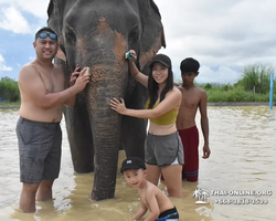 Заповедник слонов Elephant Jungle Sanctuary Pattaya - фото 1025