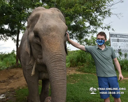 Заповедник слонов Elephant Jungle Sanctuary Pattaya - фото 421