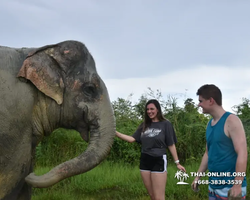 Заповедник слонов Elephant Jungle Sanctuary Pattaya - фото 1081