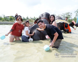 Заповедник слонов Elephant Jungle Sanctuary Pattaya - фото 995