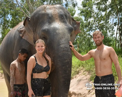 Заповедник слонов Elephant Jungle Sanctuary Pattaya - фото 307