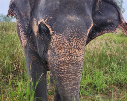 Заповедник слонов Elephant Jungle Sanctuary Pattaya - фото 4