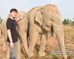 Заповедник слонов Elephant Jungle Sanctuary Pattaya - фото 550