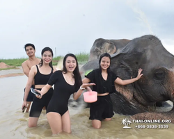 Заповедник слонов Elephant Jungle Sanctuary Pattaya - фото 1095