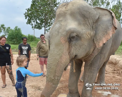 Заповедник слонов Elephant Jungle Sanctuary Pattaya - фото 270