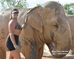 Заповедник слонов Elephant Jungle Sanctuary Pattaya - фото 321