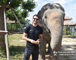 Заповедник слонов Elephant Jungle Sanctuary Pattaya - фото 239