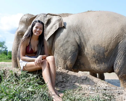 Заповедник слонов Elephant Jungle Sanctuary Pattaya - фото 132