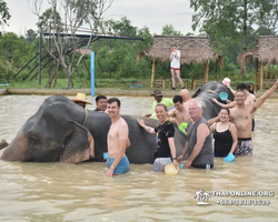 Заповедник слонов Elephant Jungle Sanctuary Pattaya - фото 378