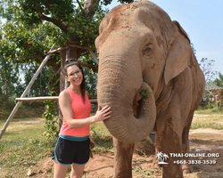 Заповедник слонов Elephant Jungle Sanctuary Pattaya - фото 106