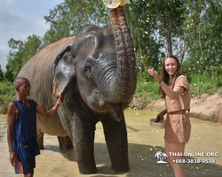 Заповедник слонов Elephant Jungle Sanctuary Pattaya - фото 502