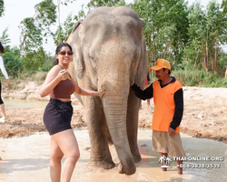 Заповедник слонов Elephant Jungle Sanctuary Pattaya - фото 189