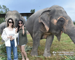 Заповедник слонов Elephant Jungle Sanctuary Pattaya - фото 439
