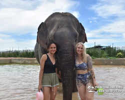 Заповедник слонов Elephant Jungle Sanctuary Pattaya - фото 1034
